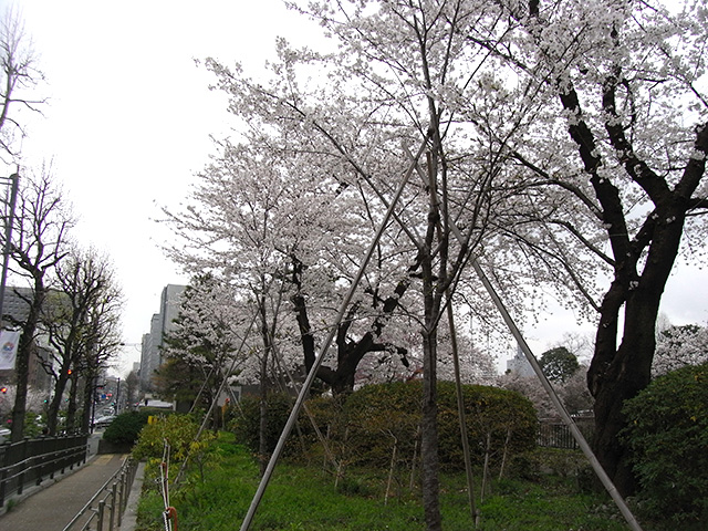 桜の苗木寄贈（イギリス大使館前６本）