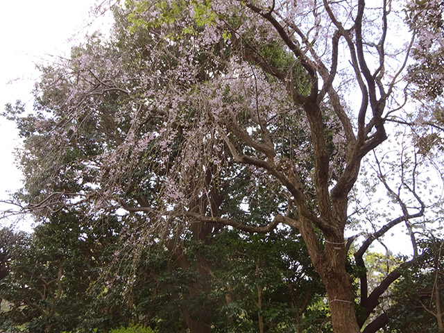 日英親善しだれ桜