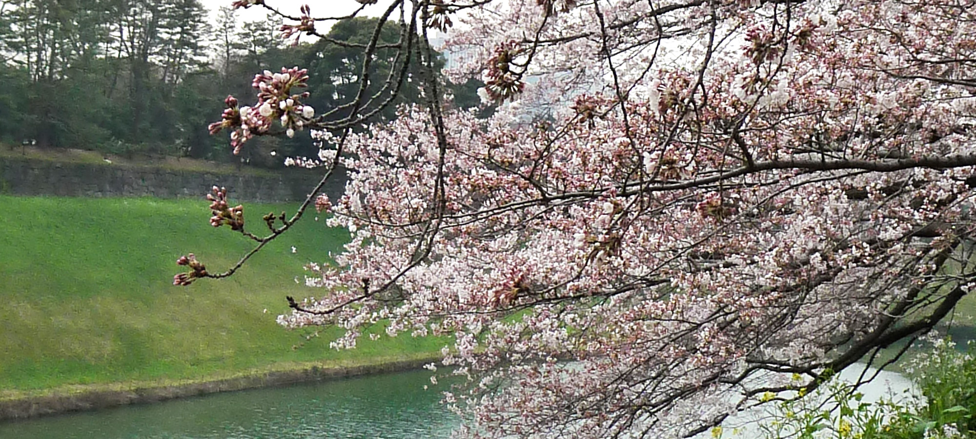 日英親善しだれ桜